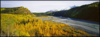 Wide valley with aspen in autumn colors. Alaska, USA (Panoramic color)
