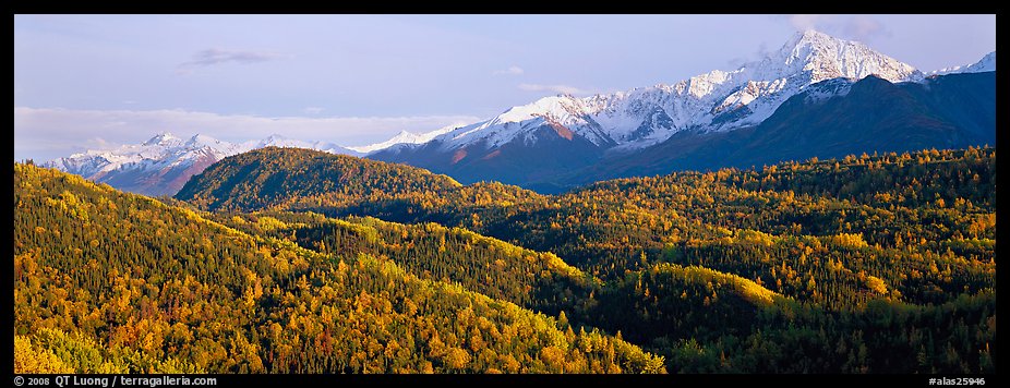 Fall mountain landscape with aspens and snowy peaks. Alaska, USA