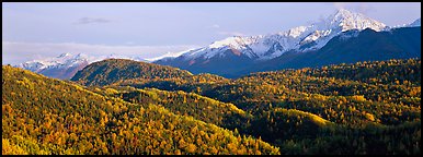 Fall mountain landscape with aspens and snowy peaks. Alaska, USA (Panoramic color)