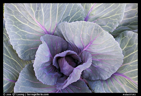 Cabbage close-up. Anchorage, Alaska, USA (color)