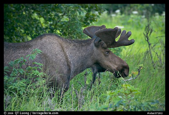 Bull moose, Earthquake Park. Anchorage, Alaska, USA (color)