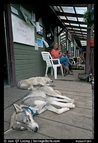 Dogs laying on porch of lodge. McCarthy, Alaska, USA (color)