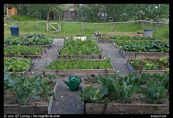 Vegetable garden. McCarthy, Alaska, USA