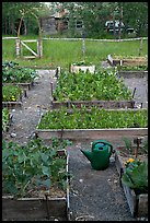 Community vegetable garden. McCarthy, Alaska, USA