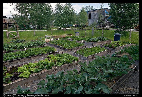 Vegetables grown in small enclosed garden. McCarthy, Alaska, USA
