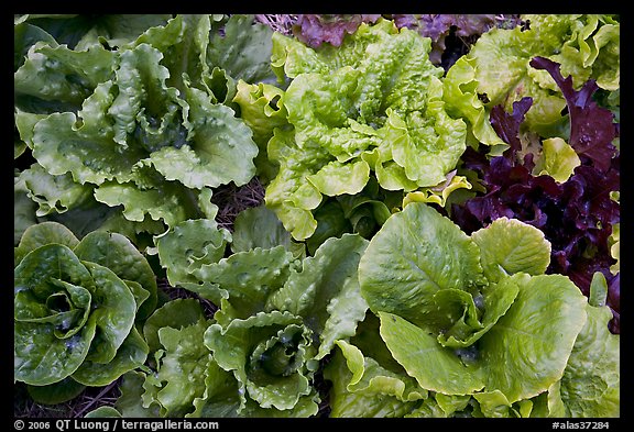 Close-up of lettuce grown in vegetable garden. McCarthy, Alaska, USA (color)