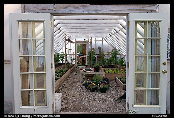 Greenhouse used for vegetable growing. McCarthy, Alaska, USA