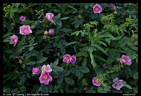 Wild Roses in bloom. Alaska, USA (color)