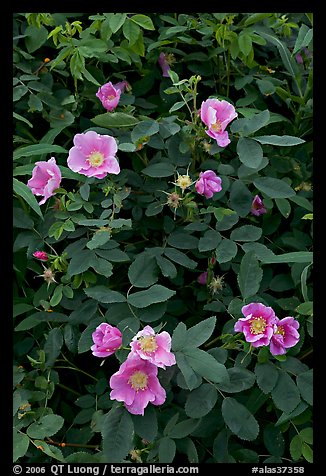 Wild Roses close-up. Alaska, USA