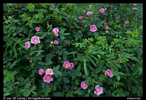 Wild Roses bush. Alaska, USA
