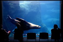 Tourists sitting next to the northern sea lion aquarium, Alaska Sealife center. Seward, Alaska, USA ( color)