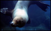Northern Sea Lion, Alaska Sealife center. Seward, Alaska, USA ( color)