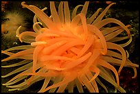 Orange Sea Anemone, Alaska Sealife center. Seward, Alaska, USA (color)