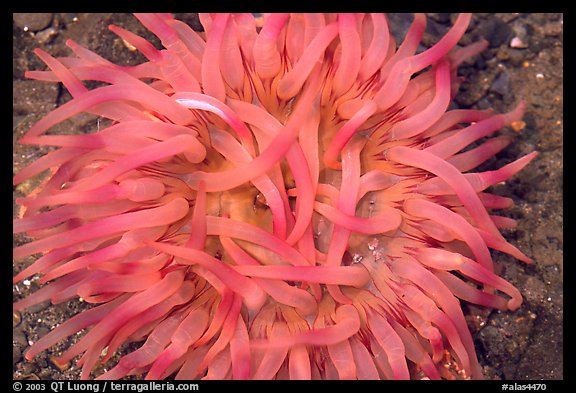 Pink  Sea Anemone, Alaska Sealife center. Seward, Alaska, USA