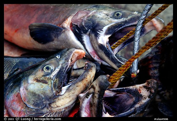 Salmon freshly caught. Homer, Alaska, USA
