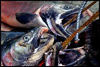 Salmon freshly caught. Homer, Alaska, USA