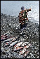 Fisherman laying out on shore salmon. Homer, Alaska, USA