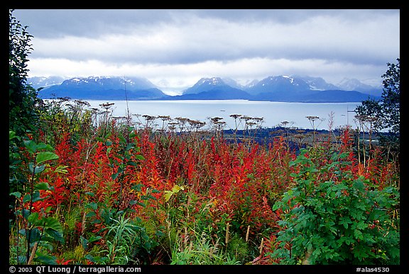 Ketchemak Bay and Kenai Mountains with a foreground of autunm grasses. Homer, Alaska, USA (color)