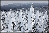 Trees plastered in snow. Alaska, USA (color)