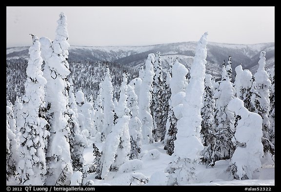 Forest plastered in snow. Alaska, USA