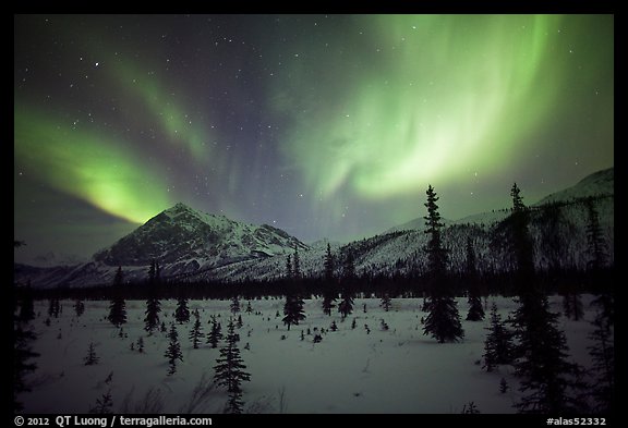 Aurora Borealis above Arctic Boreal Forest. Alaska, USA