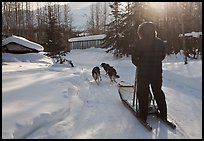 Dog sledding through village. Wiseman, Alaska, USA ( color)