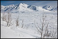 Shrubs and Arctic Mountains in winter. Alaska, USA (color)