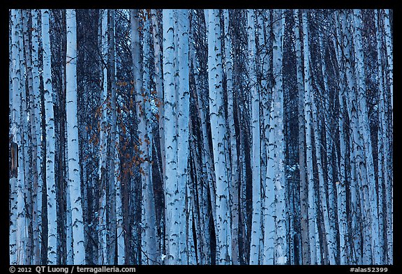 Bare aspen tree trunks. Alaska, USA