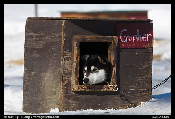Husky dog peeking out of doghouse. North Pole, Alaska, USA