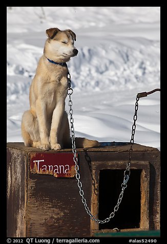 Husky dog sitting on doghouse. North Pole, Alaska, USA