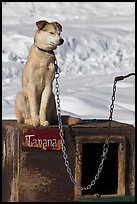 Husky dog sitting on doghouse. North Pole, Alaska, USA (color)