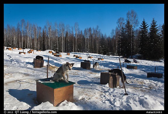 Dogs at mushing camp in winter. North Pole, Alaska, USA (color)