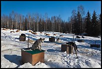 Dogs at mushing camp in winter. North Pole, Alaska, USA