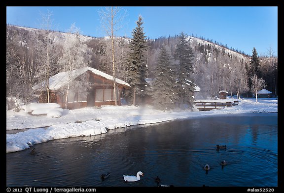 Cabins with swans and ducks in winter. Chena Hot Springs, Alaska, USA