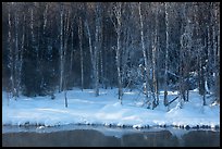 Stream and forest in winter. Chena Hot Springs, Alaska, USA