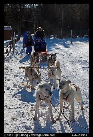 Huskies dogs and sled. Chena Hot Springs, Alaska, USA