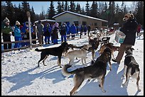 Musher feeding dogs. Chena Hot Springs, Alaska, USA (color)