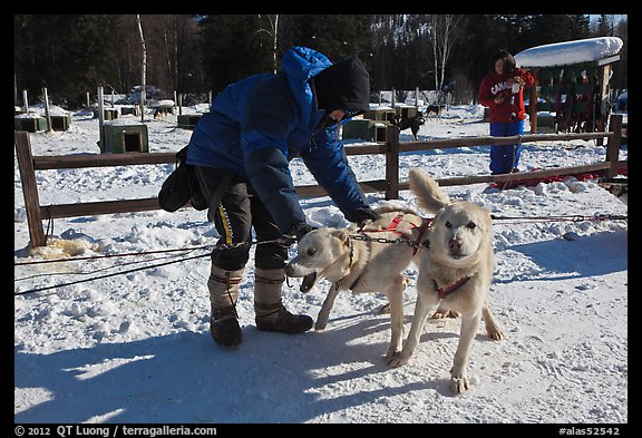 Musher attaching dogs. Chena Hot Springs, Alaska, USA