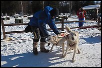 Musher attaching dogs. Chena Hot Springs, Alaska, USA