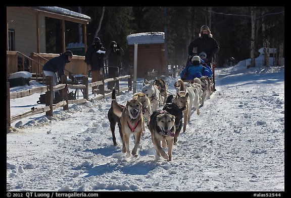 Huskies pulling sled as spectators watch. Chena Hot Springs, Alaska, USA