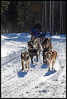 Dog mushing team on forest trail. Chena Hot Springs, Alaska, USA (color)