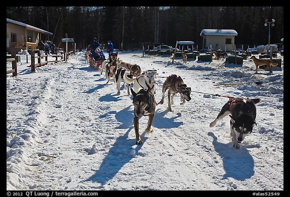 Sleg dog team pulling hard. Chena Hot Springs, Alaska, USA (color)