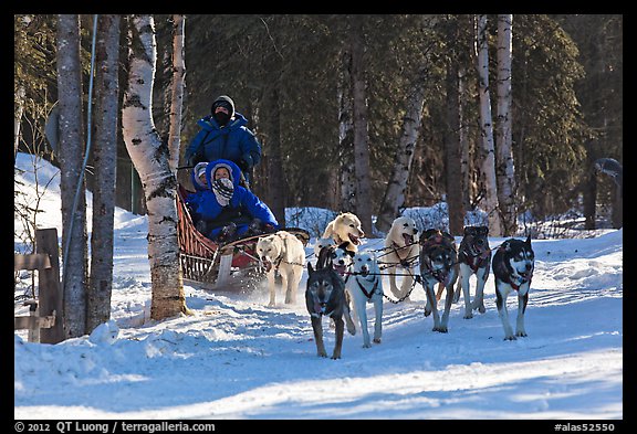 Musher and passengers pulled by dog team. Chena Hot Springs, Alaska, USA (color)