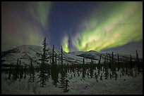 Aurora Borealis illuminating winter sky and forest. Alaska, USA (color)