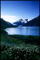 Wildflowers and Portage Lake at dusk. Alaska, USA