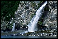 Waterfall and Seabirds. Prince William Sound, Alaska, USA (color)