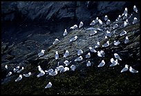 Seabirds on rock. Prince William Sound, Alaska, USA (color)