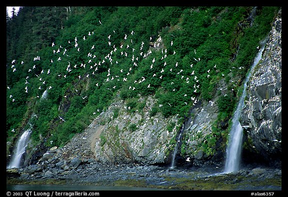 Waterfalls and Seabirds. Prince William Sound, Alaska, USA (color)