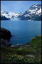 Lupine, mountains, and glaciers across Harriman Fjord. Prince William Sound, Alaska, USA ( color)
