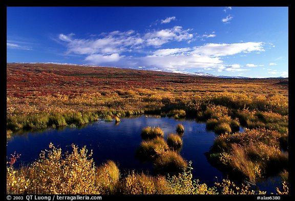 Tundra in autum colors and pond. Alaska, USA
